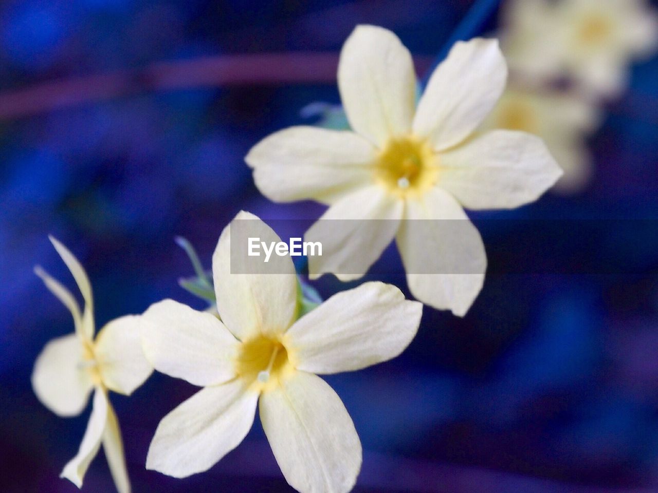 CLOSE-UP OF FLOWERS BLOOMING