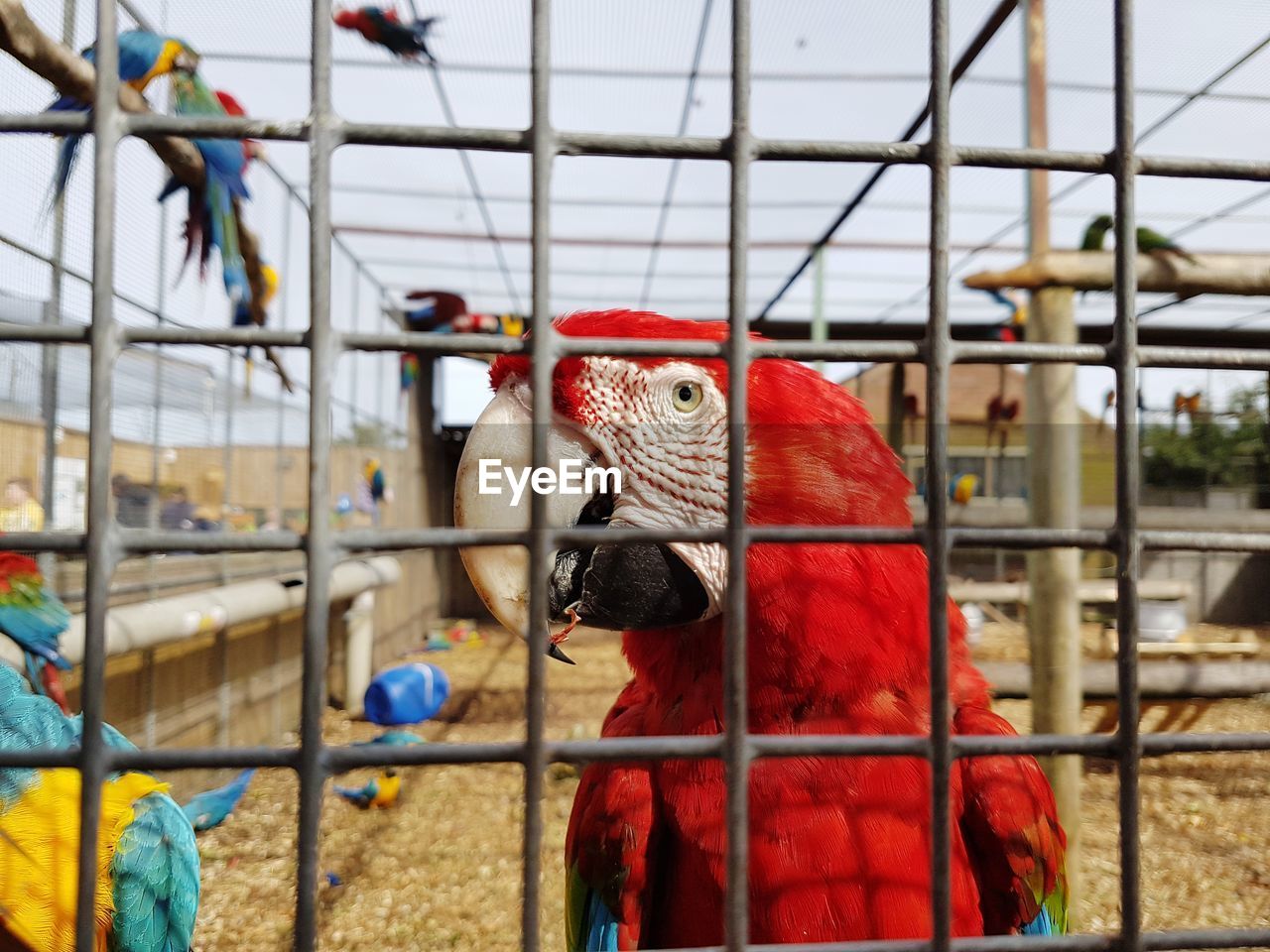 CLOSE-UP OF PARROT ON CAGE