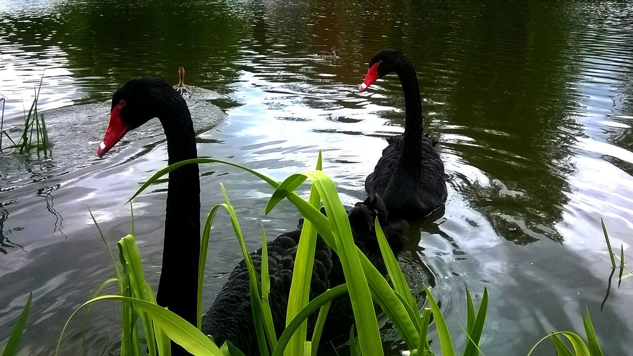 REFLECTION OF BIRDS IN WATER