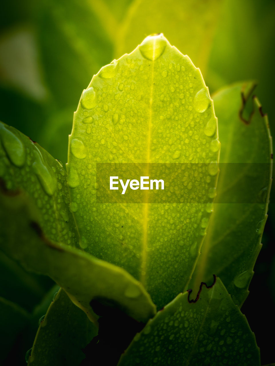 CLOSE-UP OF GREEN PLANT