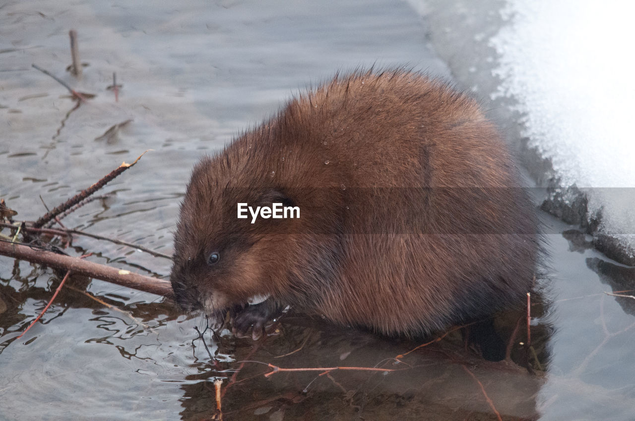 Close-up of rodent in lake during winter