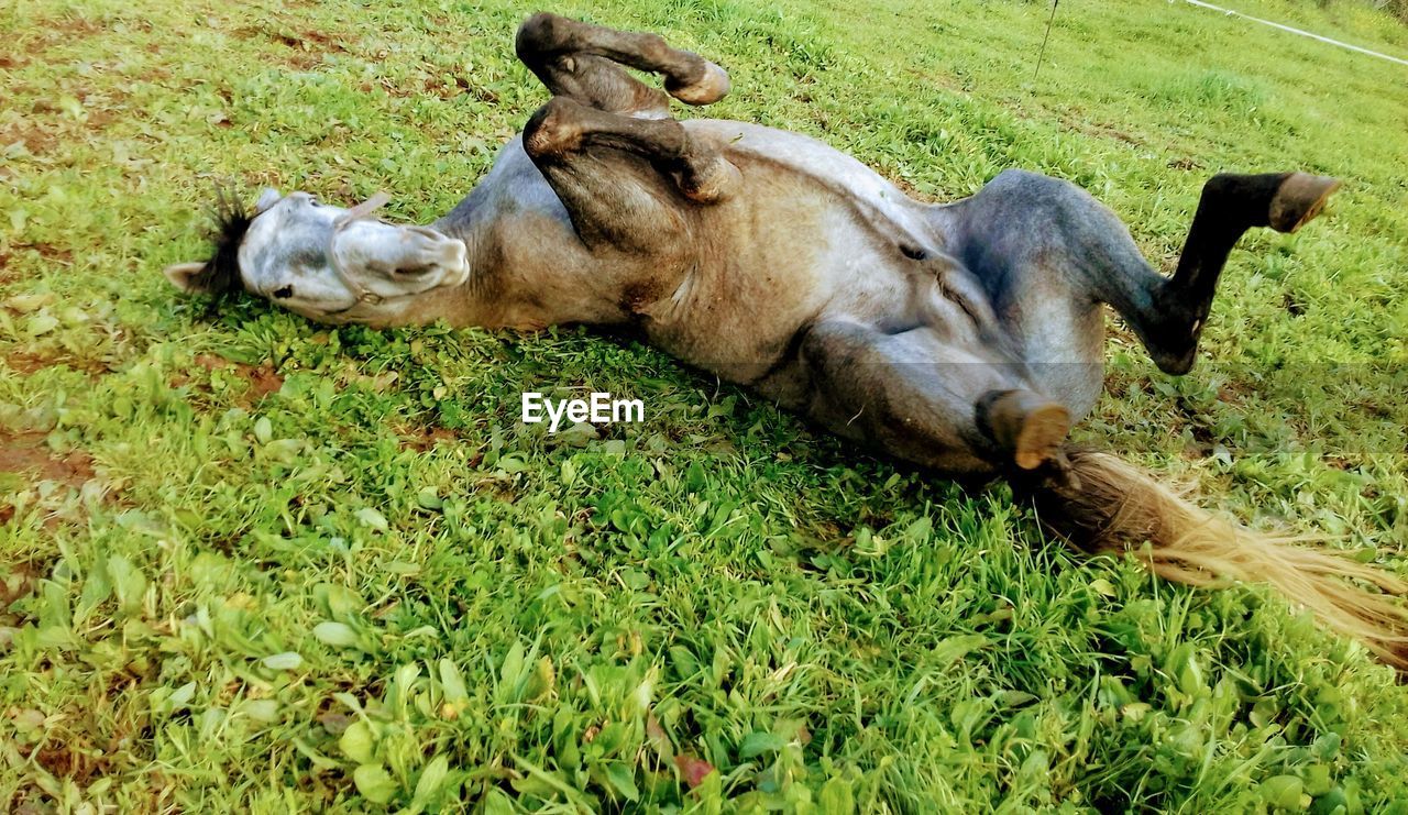 DOG ON GRASS FIELD