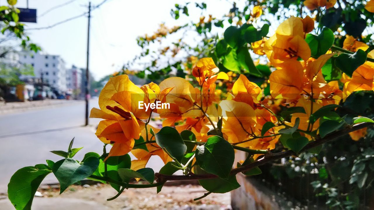 Close-up of yellow bougainvillea flowers in city