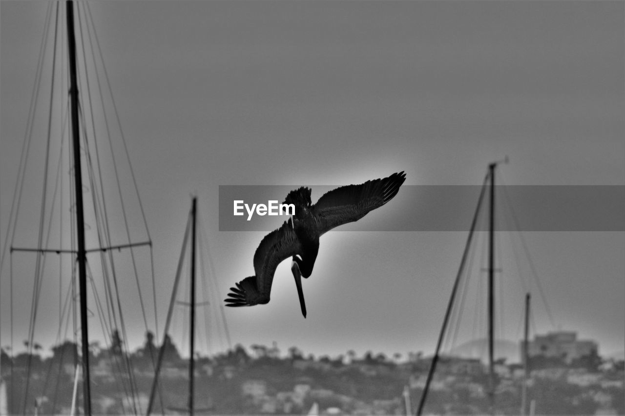 VIEW OF BIRDS IN FLIGHT