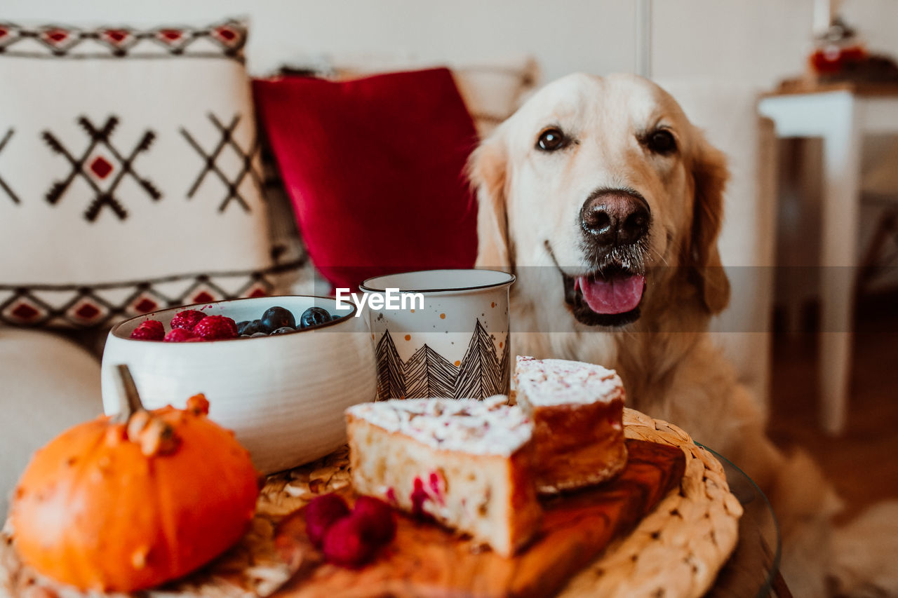 Portrait of dog by food on table