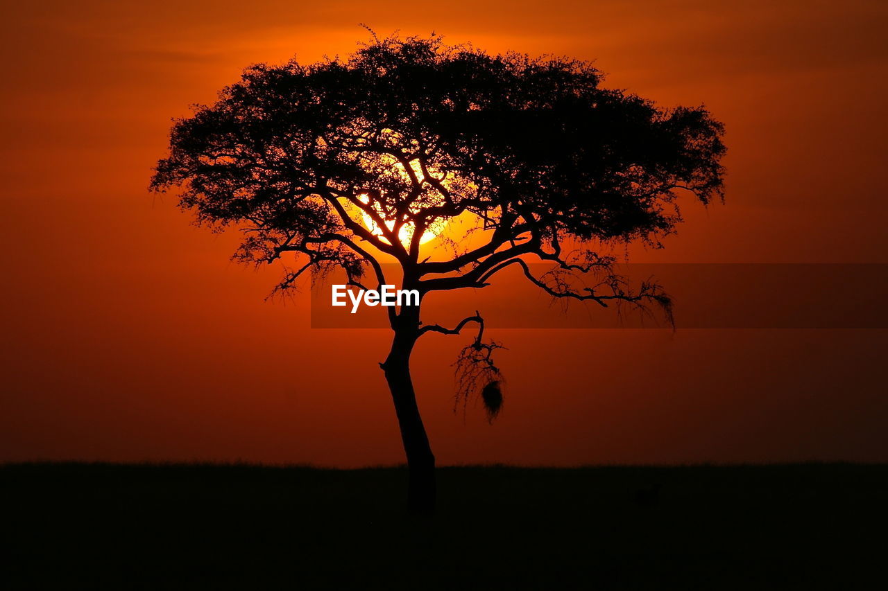 Silhouette tree on field against sky at sunset