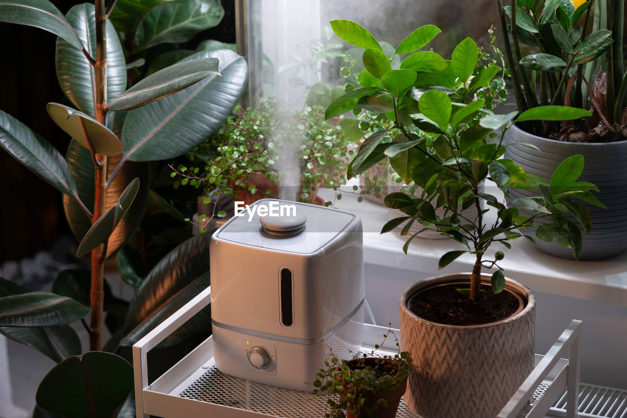 Steam from humidifier, moistens dry air surrounded by indoor houseplants. home garden, plant care