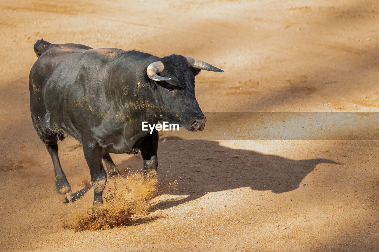 high angle view of cow