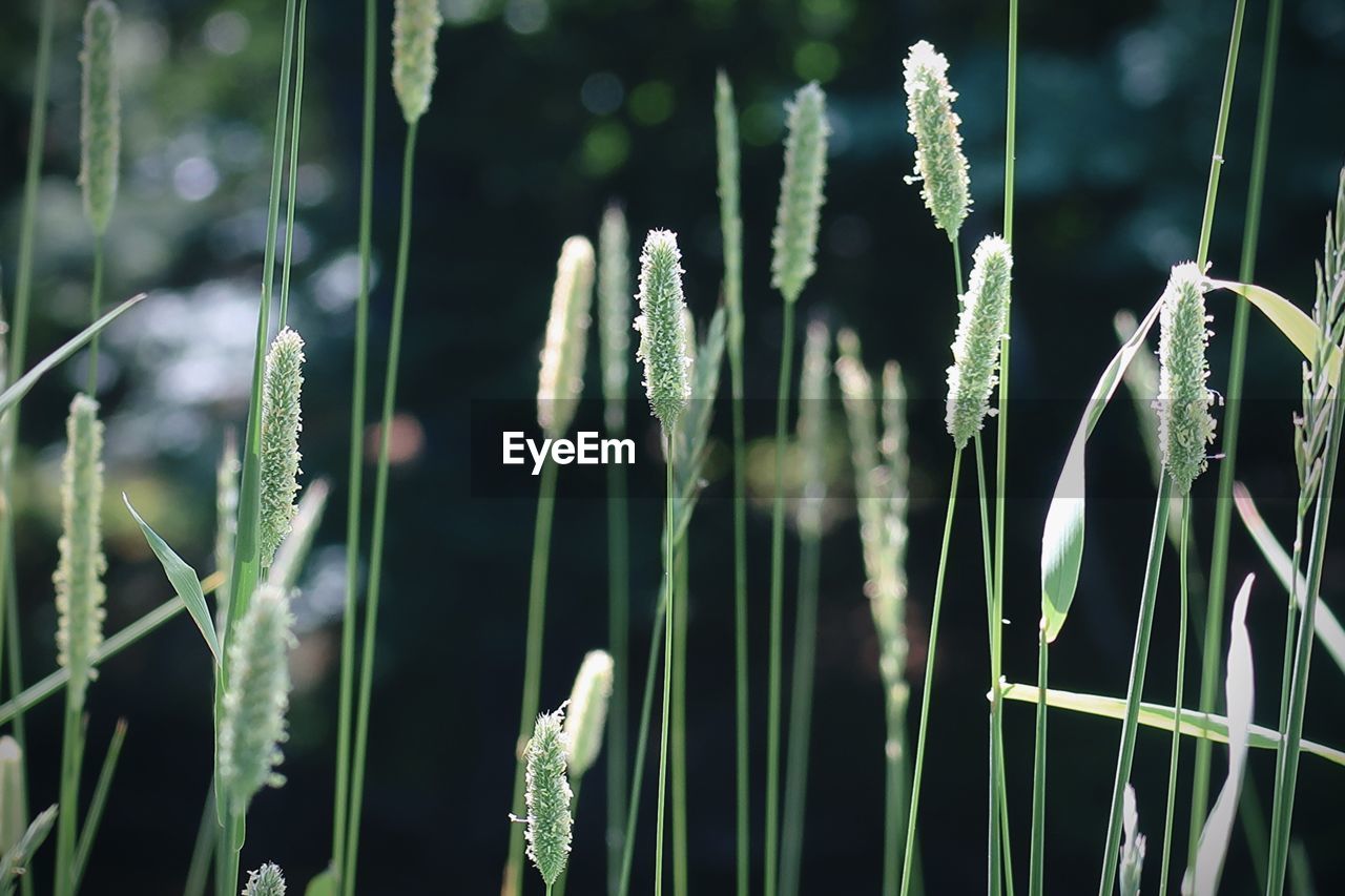 plant, grass, growth, nature, plant stem, beauty in nature, flower, green, no people, close-up, focus on foreground, day, outdoors, tranquility, land, macro photography, freshness, field, water, fragility, flowering plant, leaf