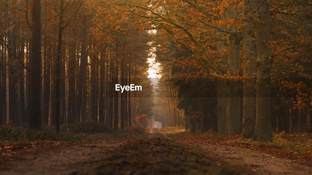 Trees in forest during autumn