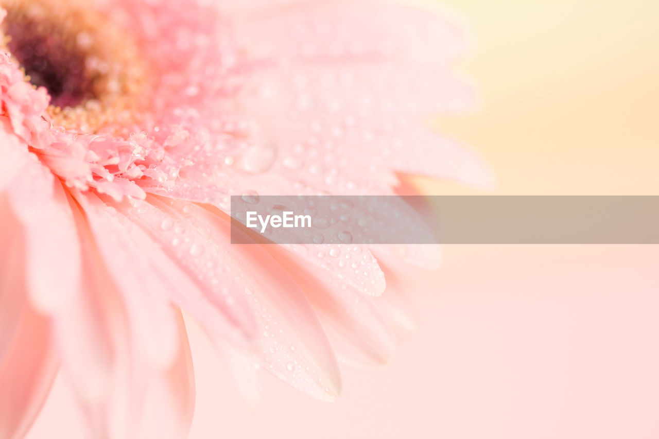 CLOSE-UP OF WATER DROPS ON PINK FLOWER