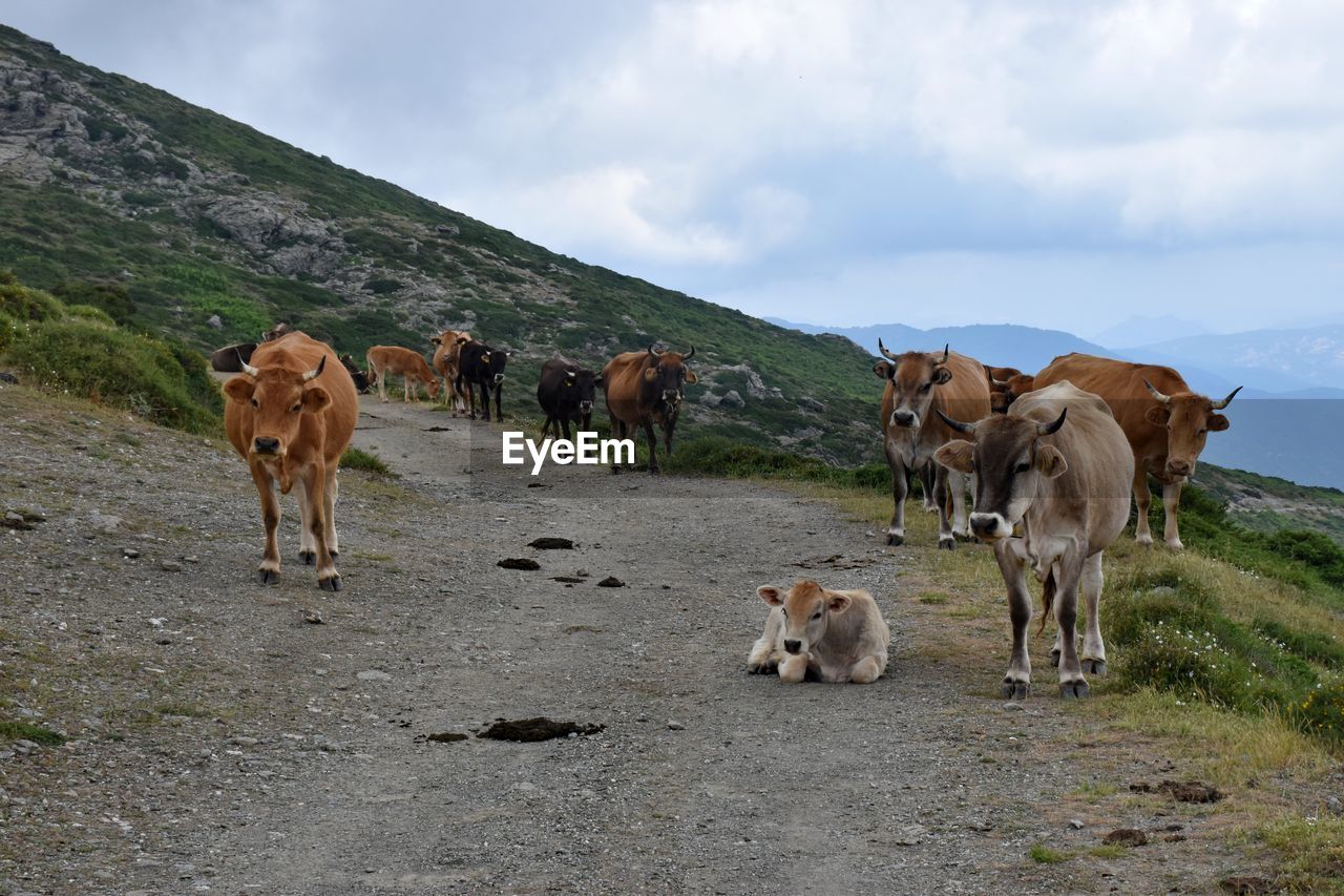 Cows standing in a field