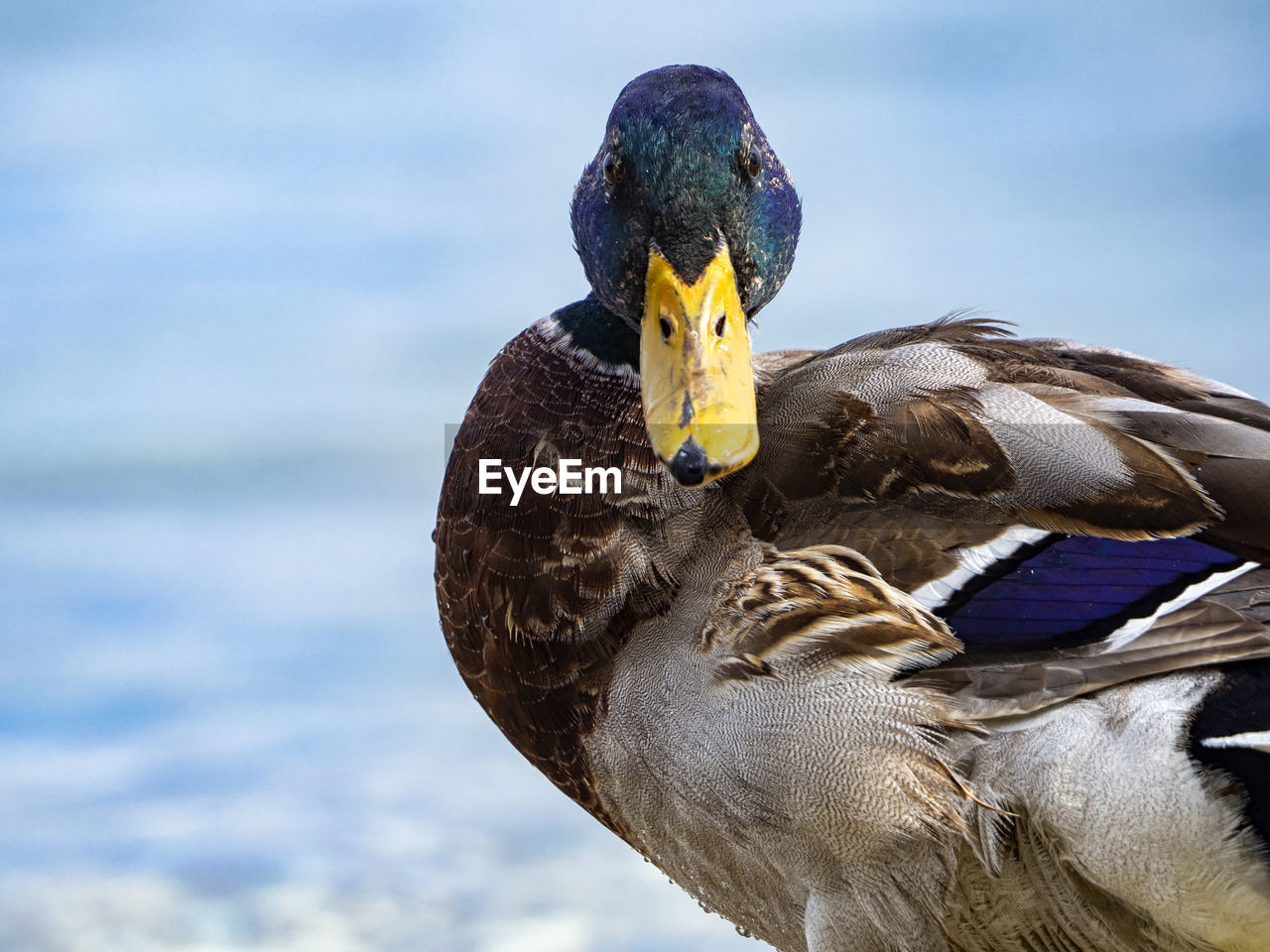 animal themes, animal, bird, animal wildlife, duck, mallard, wildlife, ducks, geese and swans, beak, one animal, water bird, nature, close-up, animal body part, feather, no people, wing, water, day, poultry, outdoors, multi colored, sky