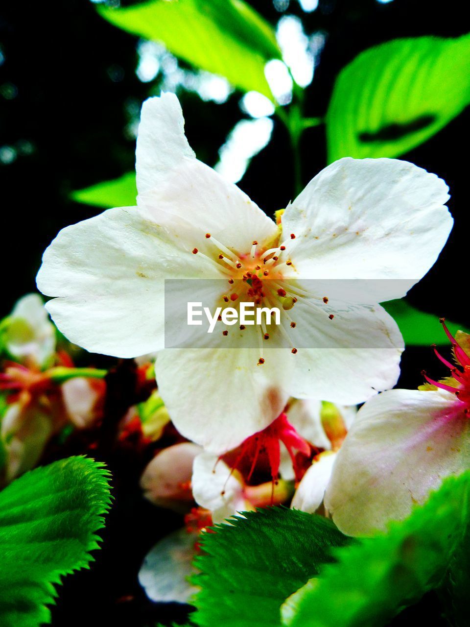 HIGH ANGLE VIEW OF WHITE FLOWERS