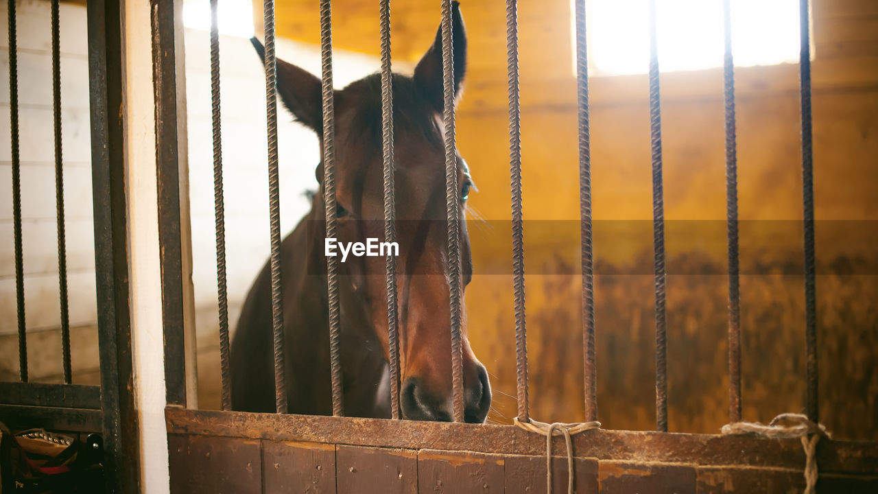 Portrait of horse in stable