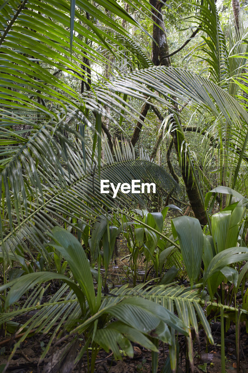 Plants in the jungle of corcovado, costa rica