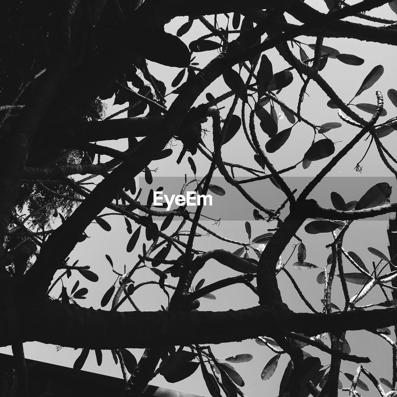 LOW ANGLE VIEW OF TREE BRANCHES AGAINST SKY