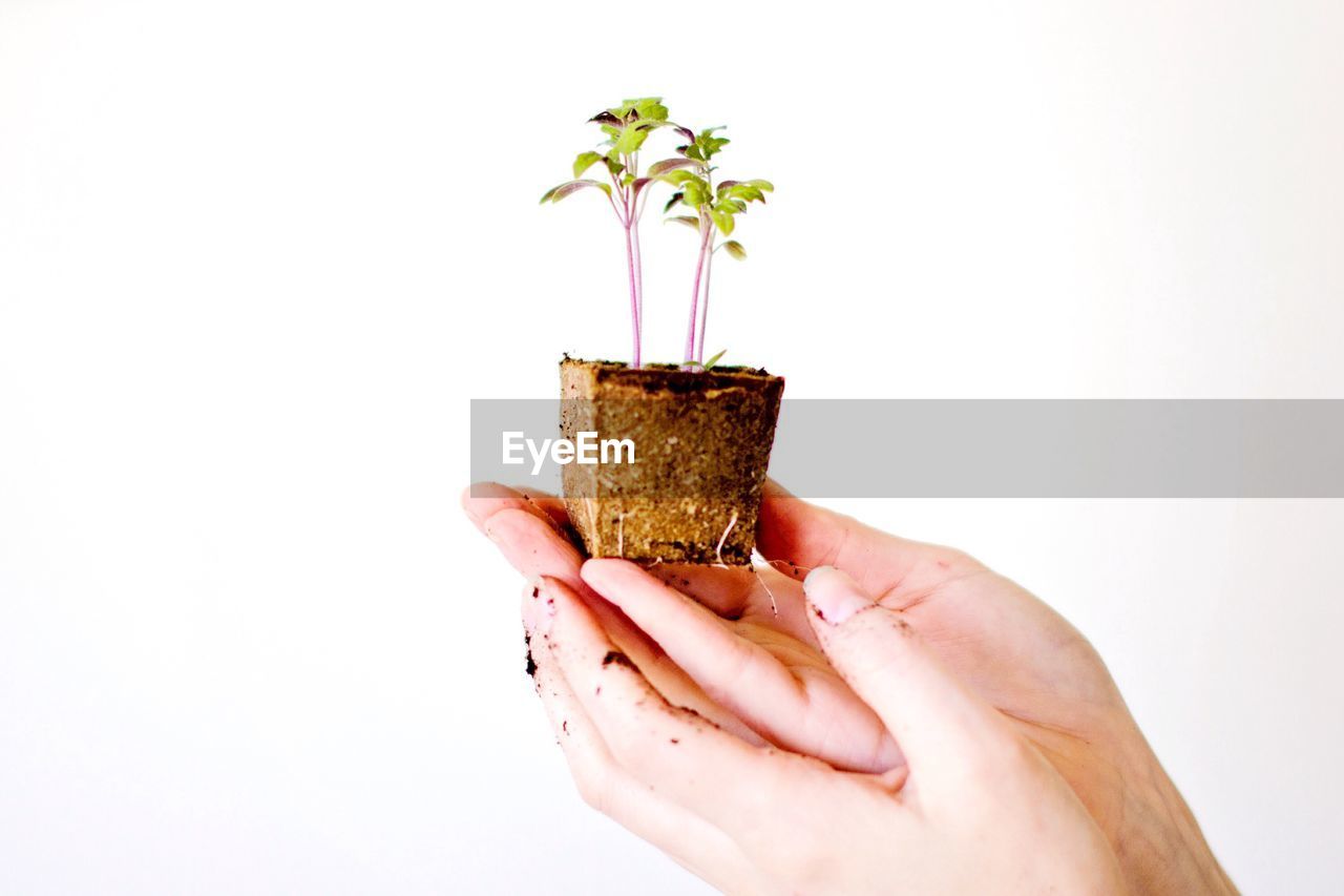 Cropped hand holding potted plant against white background