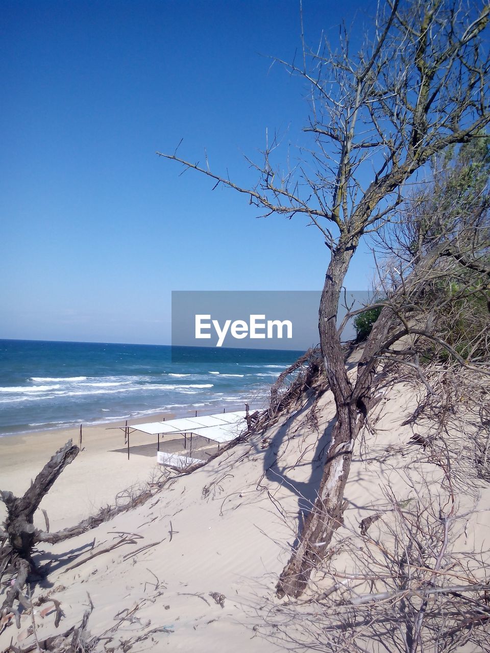 DEAD TREE ON BEACH AGAINST CLEAR BLUE SKY