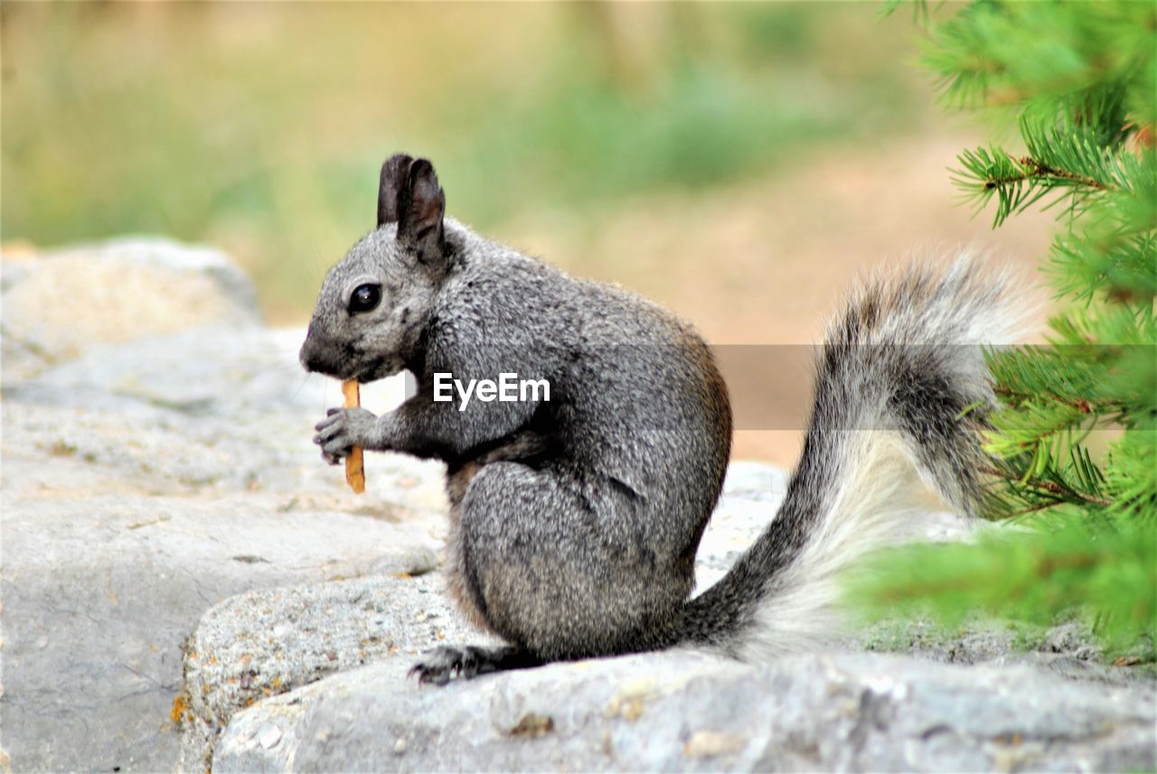 SIDE VIEW OF SQUIRREL EATING ROCKS