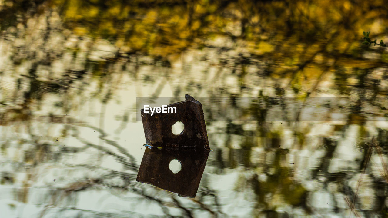 Close-up of a tree trunk in the water