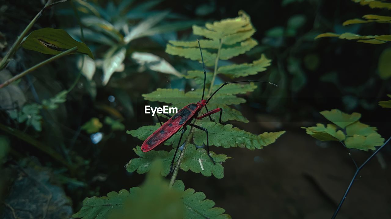 CLOSE-UP OF GRASSHOPPER ON PLANT