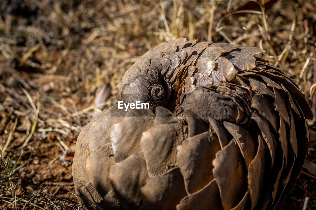 CLOSE-UP OF EAGLE