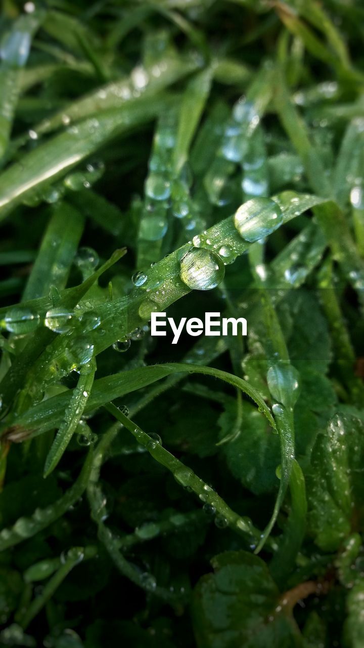 Close-up of wet leaf