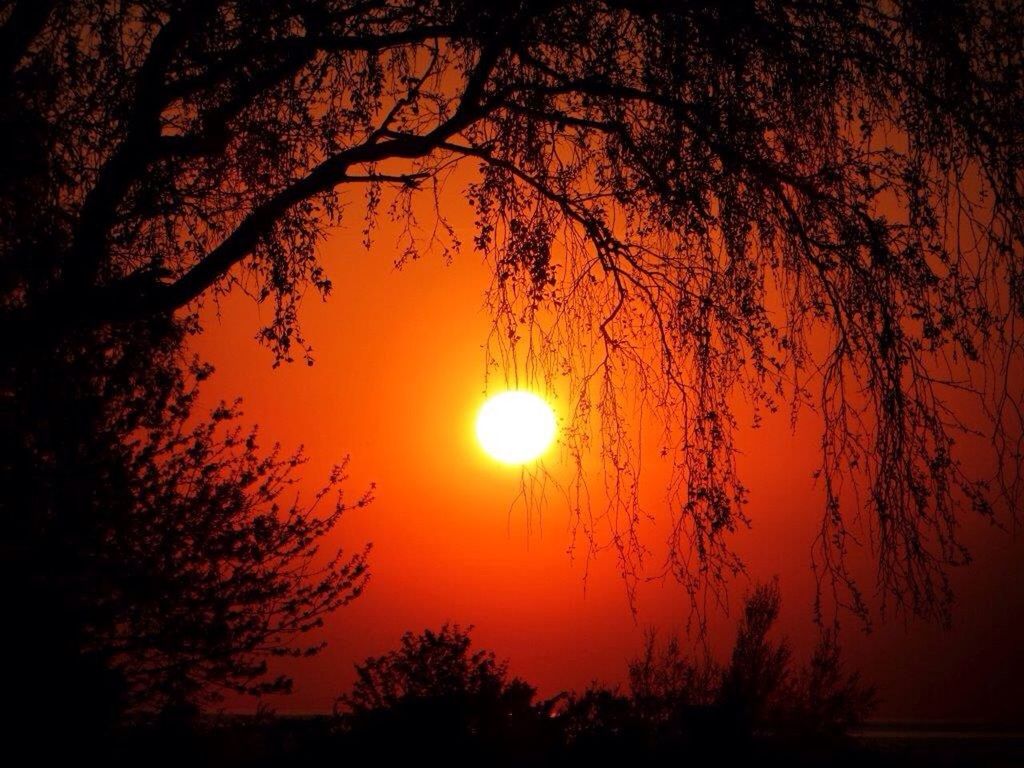 SILHOUETTE OF TREES AT SUNSET