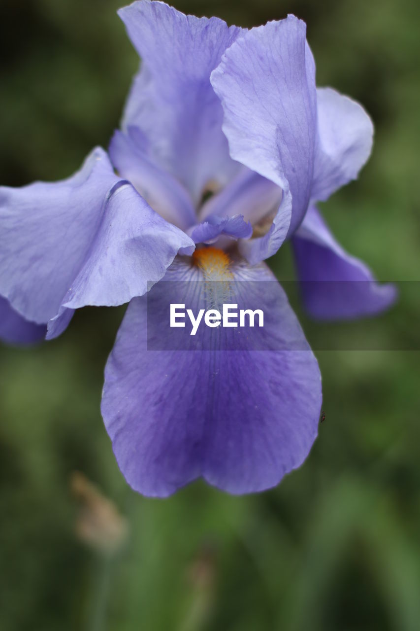 CLOSE-UP OF PURPLE IRIS FLOWER BLOOMING OUTDOORS