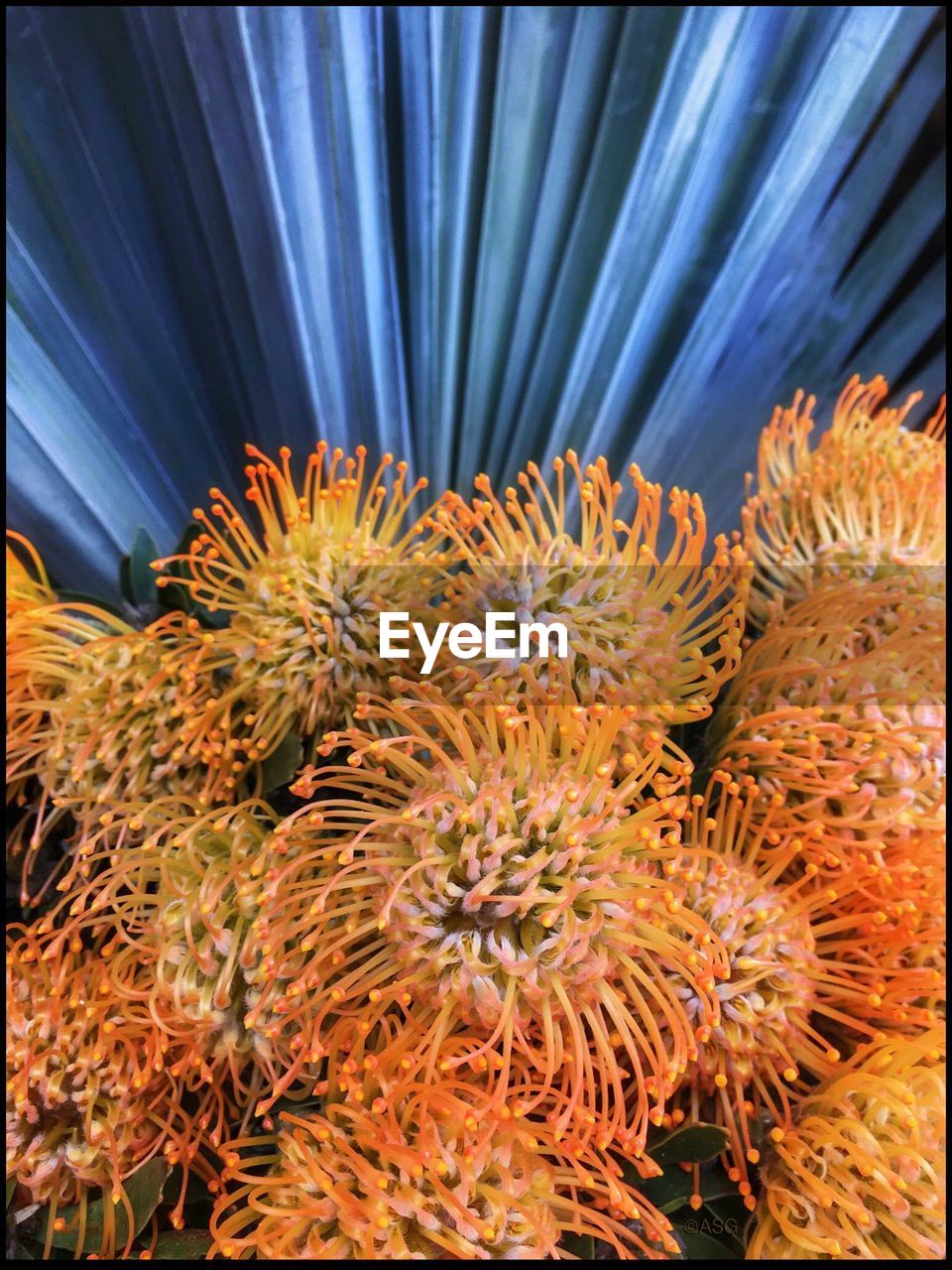 High angle view of orange scabious flowers growing outdoors