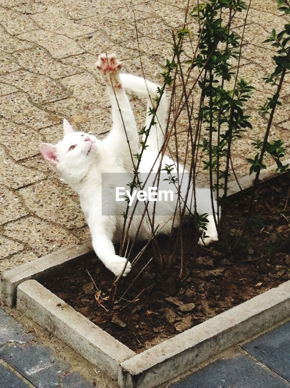 CAT ON WHITE SURFACE