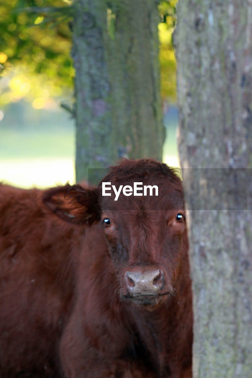 CLOSE-UP PORTRAIT OF AN ANIMAL