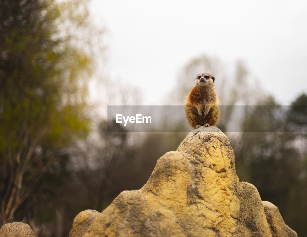 Low angle view of meerkat perching on rock