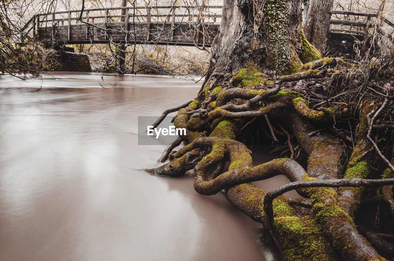 TREE TRUNK IN FOREST