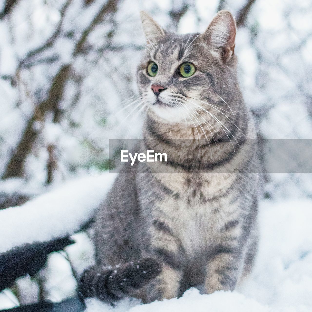 CAT LOOKING AWAY IN SNOW FIELD