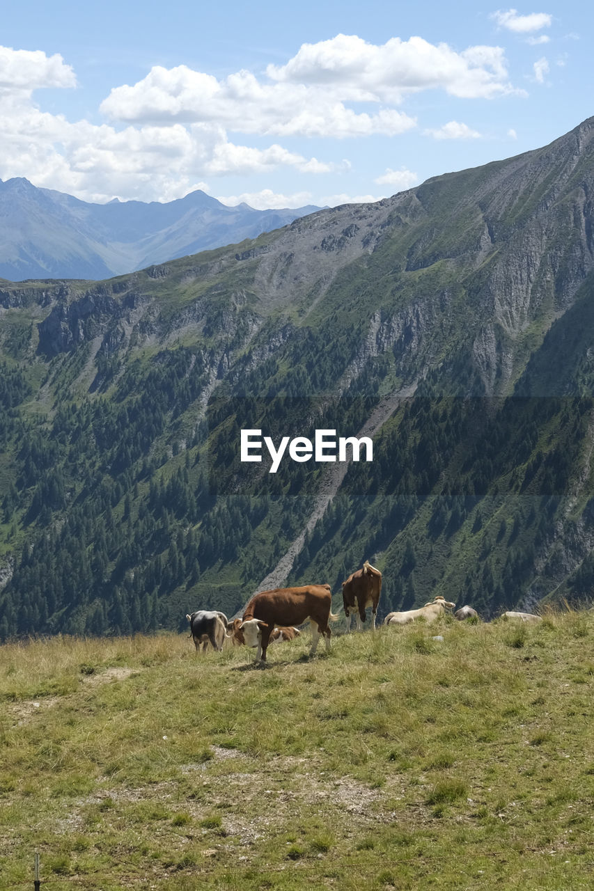 sheep grazing on field against mountain