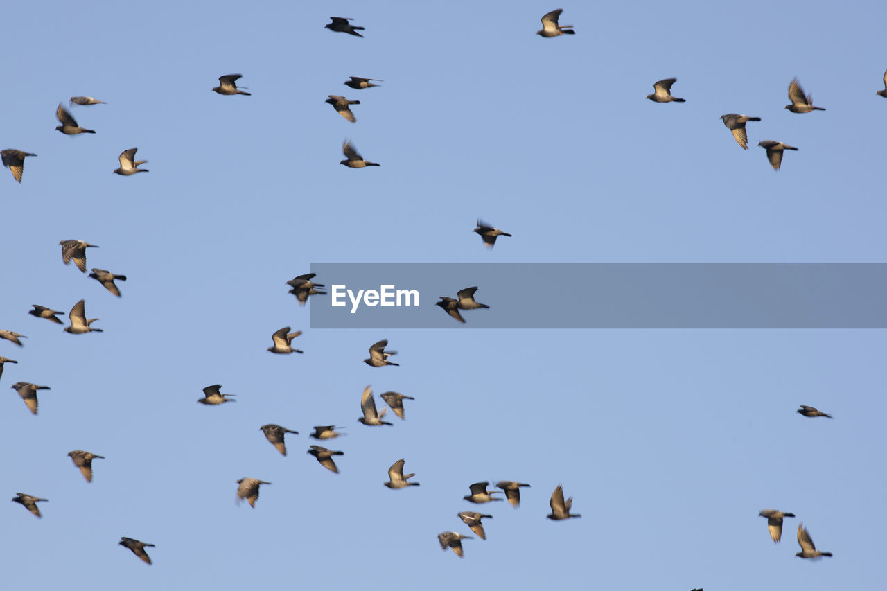 A group of birds migrate in fall.