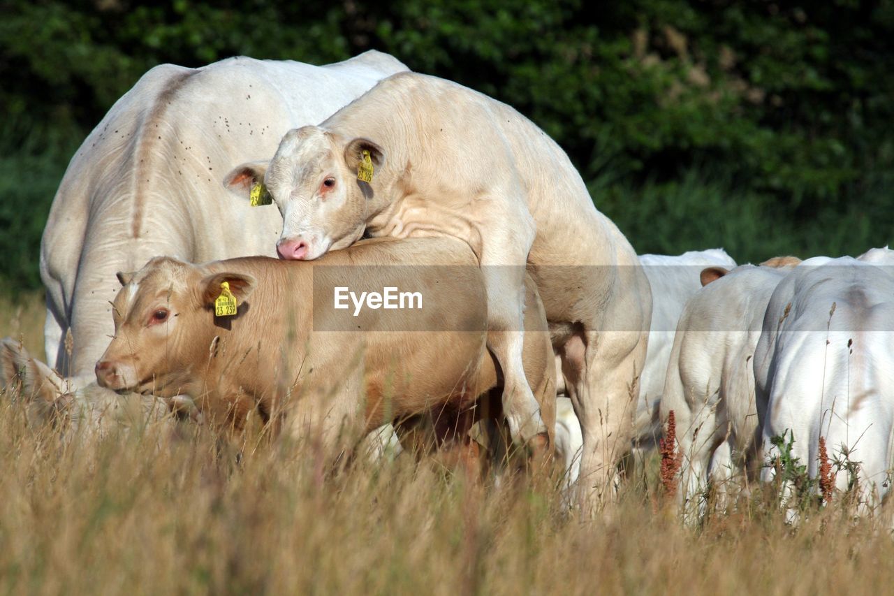 SHEEP IN FARM