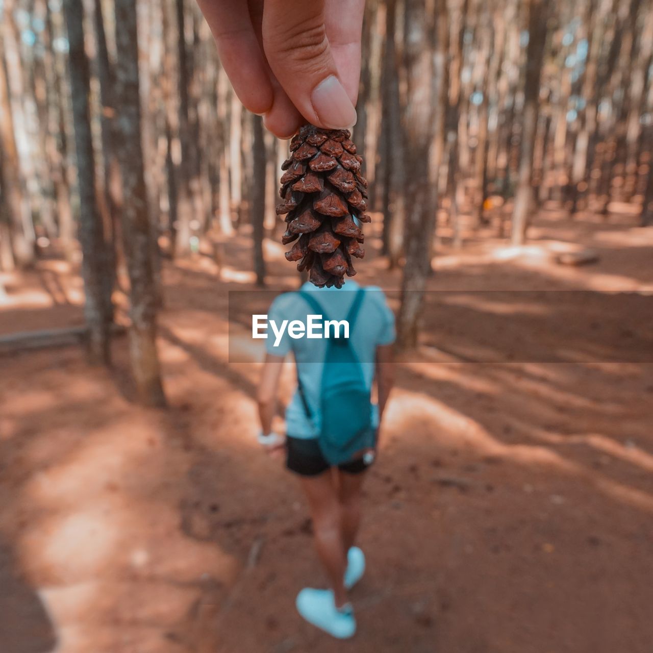 Optical illusion of cropped hand holding pine cone as woman head in forest