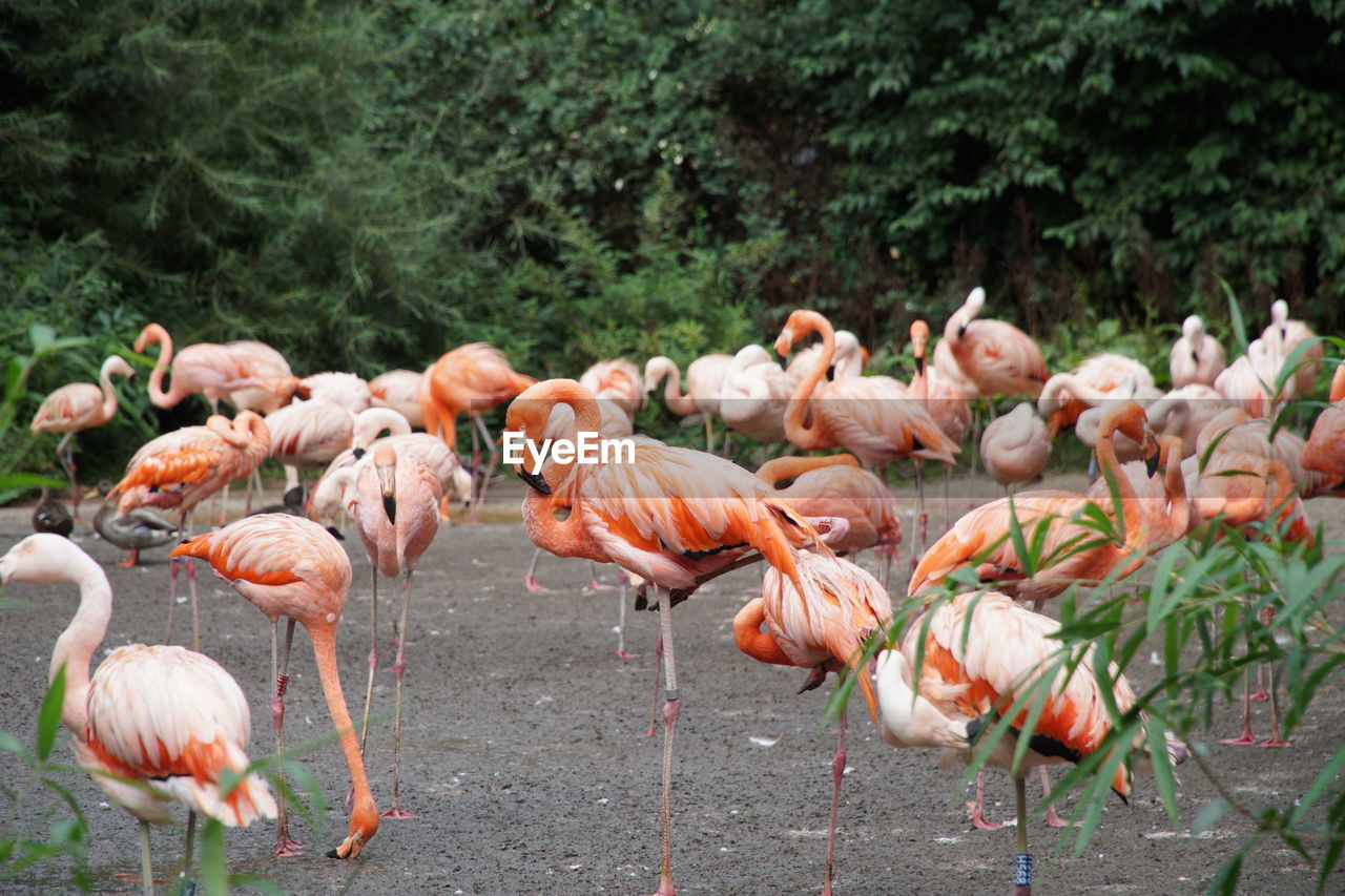 Red and pink flamingos in praha zoo 