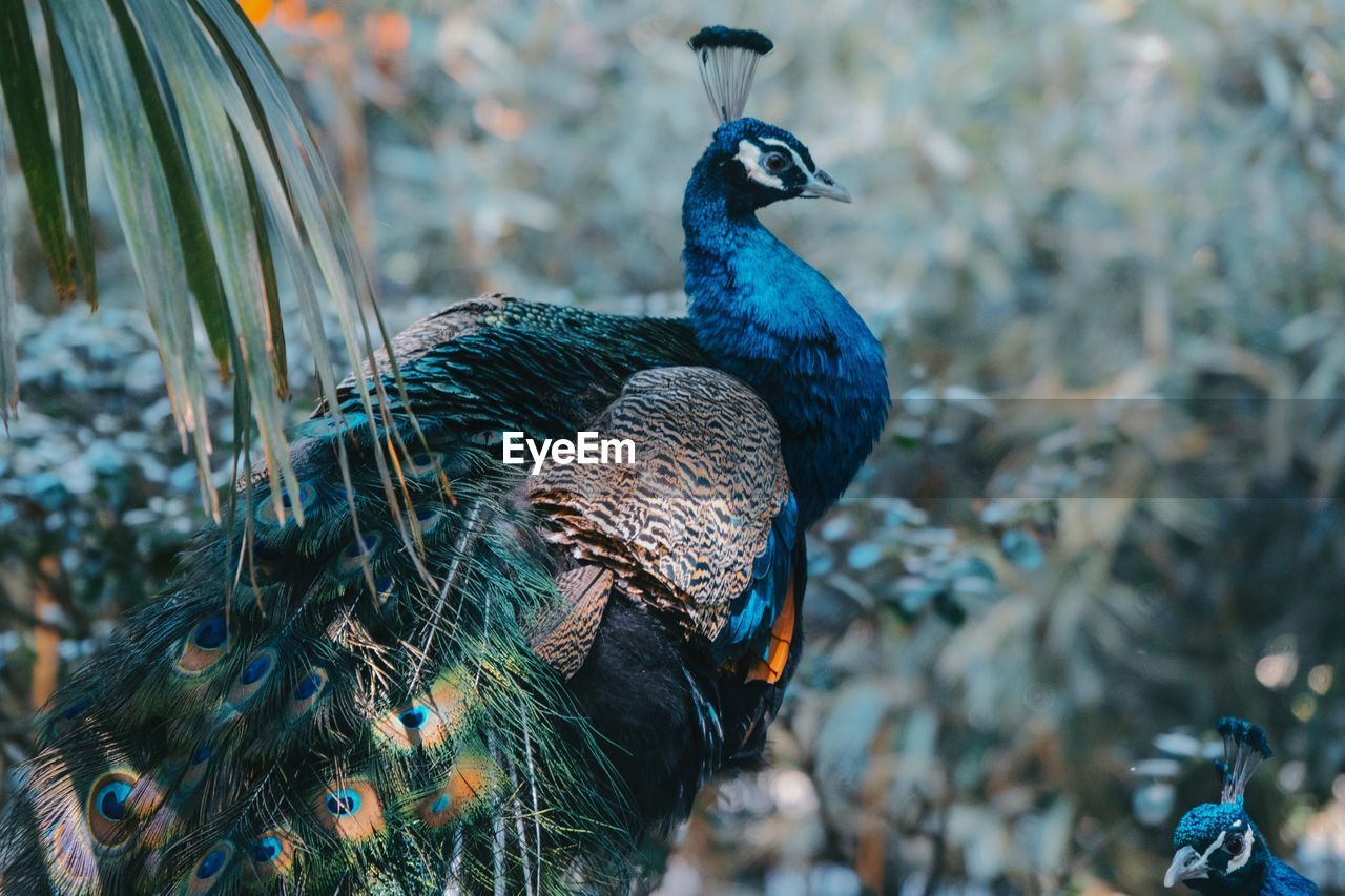 Close-up of peacock