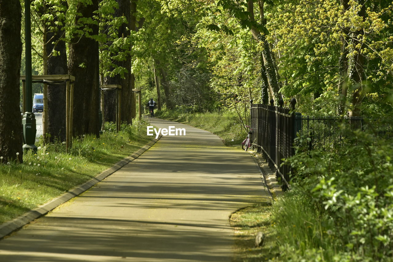 Footpath amidst trees in forest