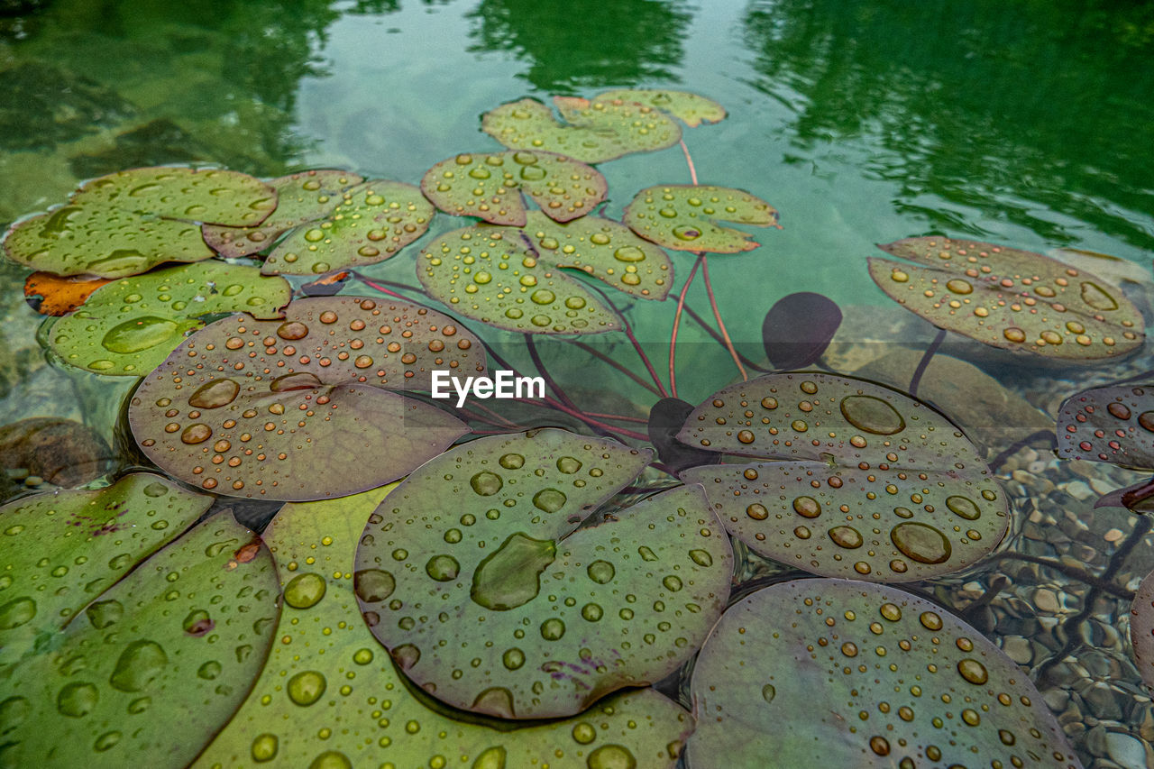 HIGH ANGLE VIEW OF WATER LILY IN LAKE