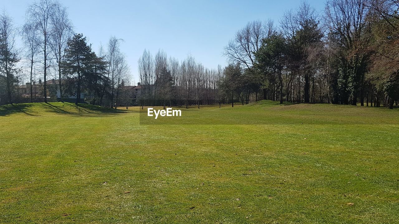 TREES GROWING ON FIELD