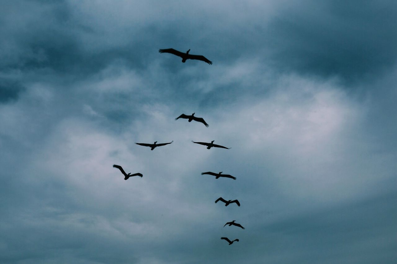 Birds flying in cloudy sky
