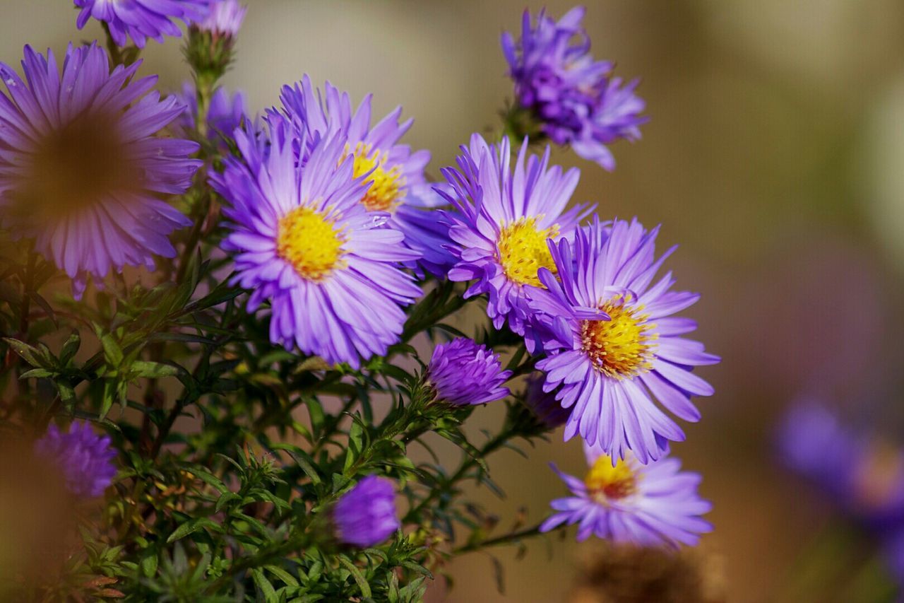 Close up of purple flowers