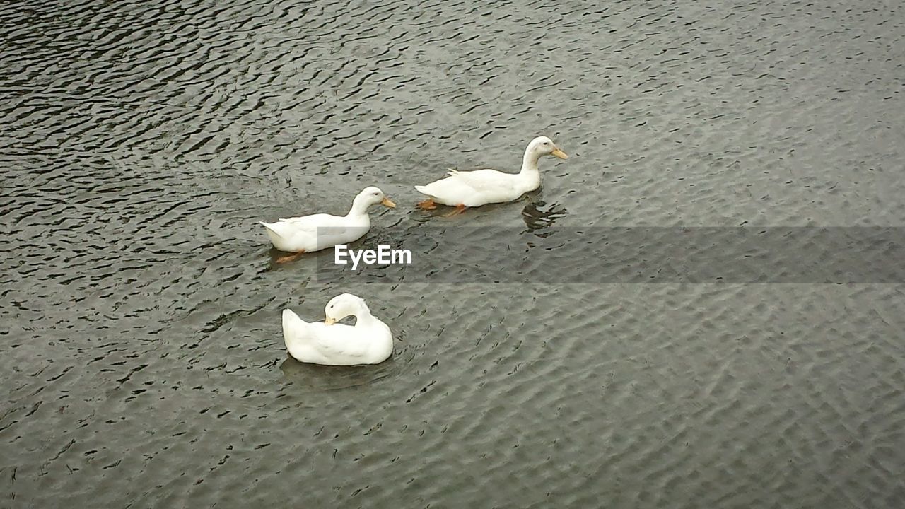 CLOSE-UP OF BIRDS