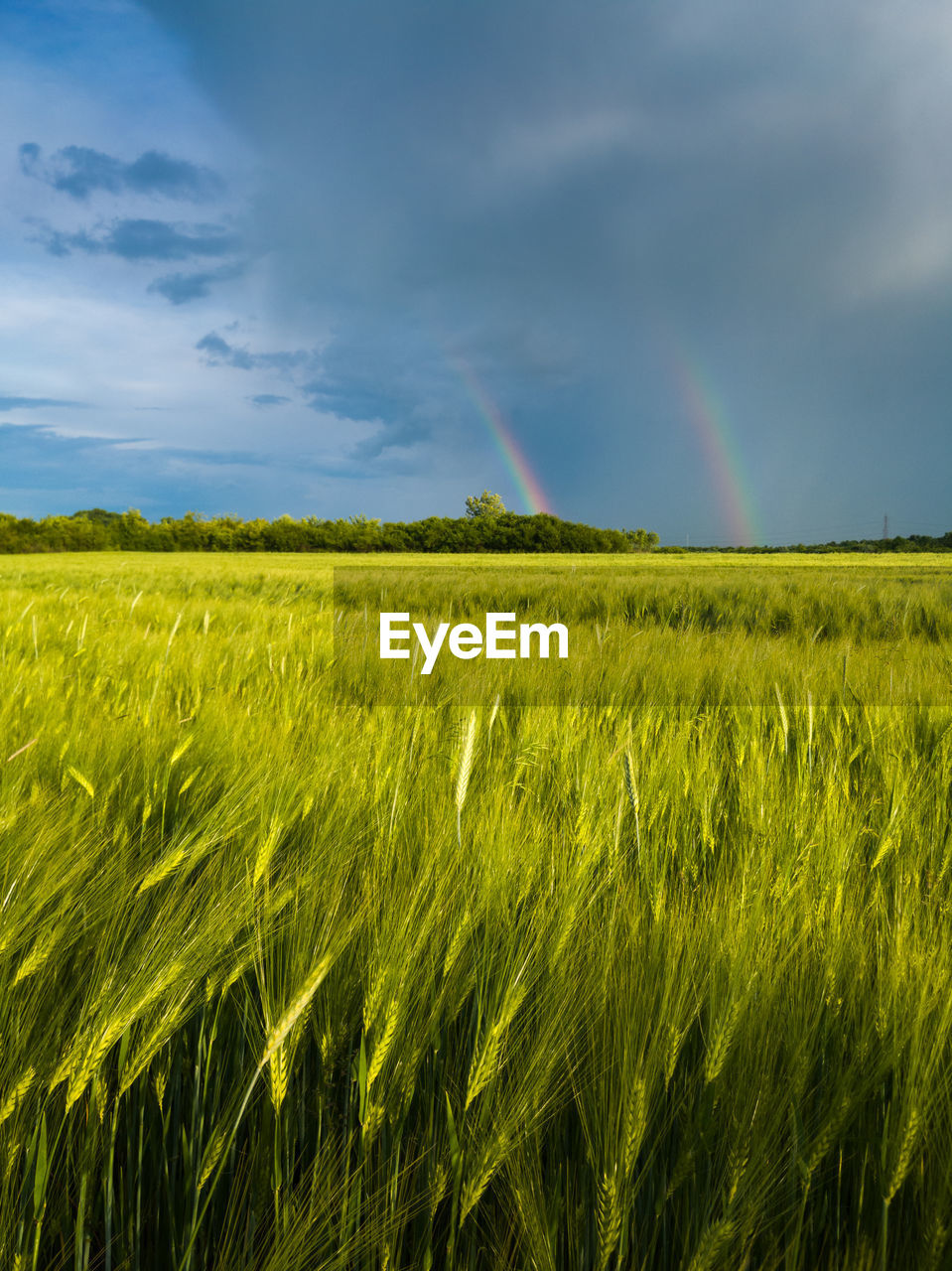 Double bright colorful rainbow in front of gloomy clouds above an agricultural field with wheat 