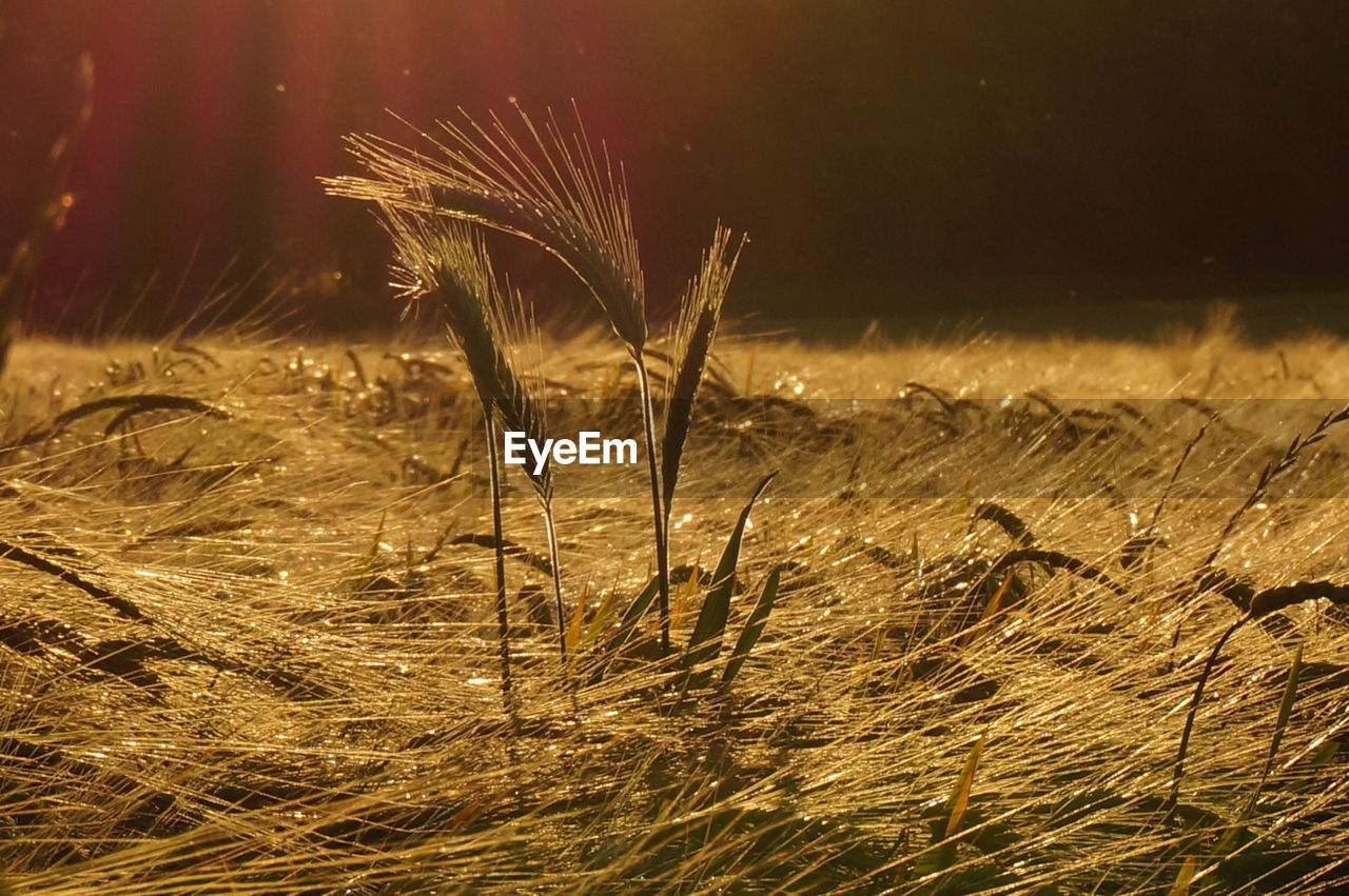 Close-up of wheat growing on field at night